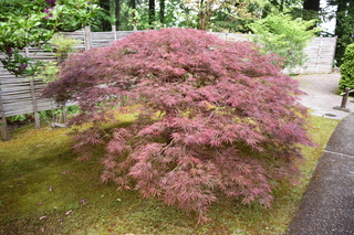 Filename=DSC_3552.JPG
Filesize=24921KiB
Dimensions=7360x4912
Date added=May 06, 2021 DSC_3552.JPG