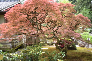 Filename=DSC_3556.JPG
Filesize=23991KiB
Dimensions=7360x4912
Date added=May 06, 2021 DSC_3556.JPG