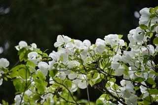 Filename=DSC_3574.JPG
Filesize=16057KiB
Dimensions=7360x4912
Date added=May 06, 2021 DSC_3574.JPG