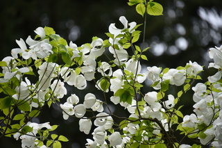 Filename=DSC_3575.JPG
Filesize=16477KiB
Dimensions=7360x4912
Date added=May 06, 2021 DSC_3575.JPG