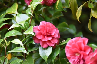 Filename=DSC_3577.JPG
Filesize=17885KiB
Dimensions=7360x4912
Date added=May 06, 2021 DSC_3577.JPG