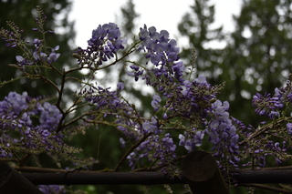 Filename=DSC_3580.JPG
Filesize=15414KiB
Dimensions=7360x4912
Date added=May 06, 2021 DSC_3580.JPG