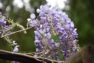 Filename=DSC_3582.JPG
Filesize=16951KiB
Dimensions=7360x4912
Date added=May 06, 2021 DSC_3582.JPG