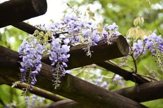 Filename=DSC_3585.JPG
Filesize=16273KiB
Dimensions=7360x4912
Date added=May 06, 2021 DSC_3585.JPG