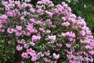 Filename=DSC_3587.JPG
Filesize=20417KiB
Dimensions=7360x4912
Date added=May 06, 2021 DSC_3587.JPG