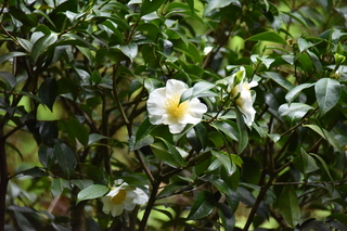 Filename=DSC_3604.JPG
Filesize=20471KiB
Dimensions=7360x4912
Date added=May 06, 2021 DSC_3604.JPG