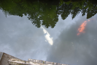 Filename=DSC_3610.JPG
Filesize=14424KiB
Dimensions=7360x4912
Date added=May 06, 2021 DSC_3610.JPG