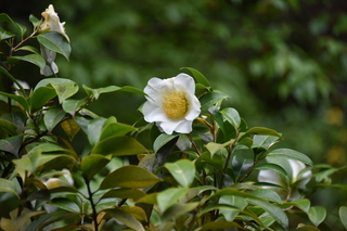 Filename=DSC_3620.JPG
Filesize=17269KiB
Dimensions=7360x4912
Date added=May 06, 2021 DSC_3620.JPG