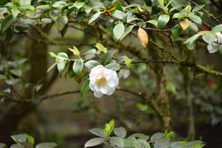 Filename=DSC_3621.JPG
Filesize=18710KiB
Dimensions=7360x4912
Date added=May 06, 2021 DSC_3621.JPG