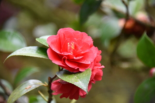 Filename=DSC_3623.JPG
Filesize=18300KiB
Dimensions=7360x4912
Date added=May 06, 2021 DSC_3623.JPG