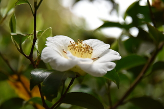 Filename=DSC_3631.JPG
Filesize=15255KiB
Dimensions=7360x4912
Date added=May 06, 2021 DSC_3631.JPG