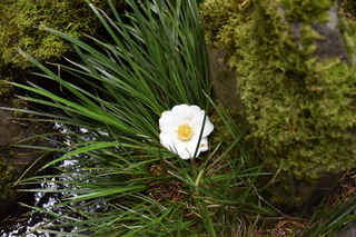 Filename=DSC_3633.JPG
Filesize=19439KiB
Dimensions=7360x4912
Date added=May 06, 2021 DSC_3633.JPG