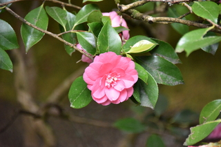 Filename=DSC_3639.JPG
Filesize=19112KiB
Dimensions=7360x4912
Date added=May 06, 2021 DSC_3639.JPG