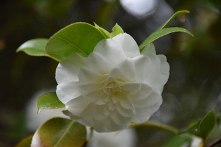 Filename=DSC_3670.JPG
Filesize=18418KiB
Dimensions=7360x4912
Date added=May 06, 2021 DSC_3670.JPG