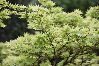 Filename=DSC_3674.JPG
Filesize=17765KiB
Dimensions=7360x4912
Date added=May 06, 2021 DSC_3674.JPG