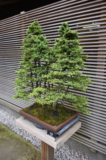 Filename=DSC_3675.JPG
Filesize=16636KiB
Dimensions=4912x7360
Date added=May 06, 2021 DSC_3675.JPG