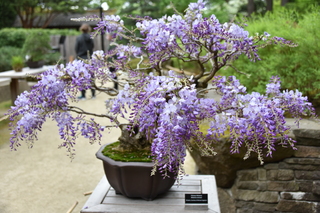 Filename=DSC_3680.JPG
Filesize=17455KiB
Dimensions=7360x4912
Date added=May 06, 2021 DSC_3680.JPG