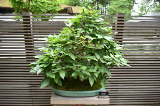 Filename=DSC_3681.JPG
Filesize=18534KiB
Dimensions=7360x4912
Date added=May 06, 2021 DSC_3681.JPG