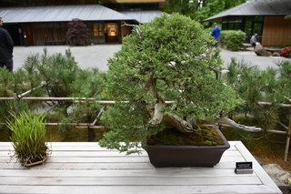 Filename=DSC_3682.JPG
Filesize=19331KiB
Dimensions=7360x4912
Date added=May 06, 2021 DSC_3682.JPG