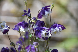 Filename=DSC_3684.JPG
Filesize=14763KiB
Dimensions=7360x4912
Date added=May 07, 2021 DSC_3684.JPG