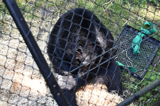 Filename=DSC_3685.JPG
Filesize=20589KiB
Dimensions=7360x4912
Date added=May 07, 2021 DSC_3685.JPG