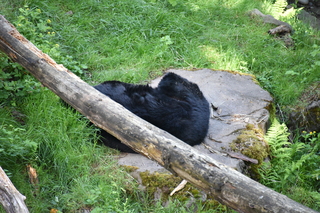 Filename=DSC_3687.JPG
Filesize=22127KiB
Dimensions=7360x4912
Date added=May 07, 2021 DSC_3687.JPG