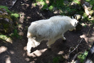 Filename=DSC_3688.JPG
Filesize=18978KiB
Dimensions=7360x4912
Date added=May 07, 2021 DSC_3688.JPG