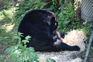 Filename=DSC_3690.JPG
Filesize=19841KiB
Dimensions=7360x4912
Date added=May 07, 2021 DSC_3690.JPG