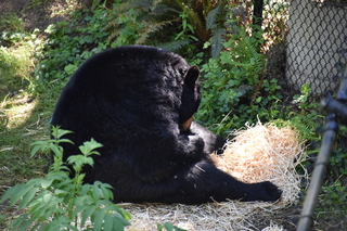 Filename=DSC_3693.JPG
Filesize=19802KiB
Dimensions=7360x4912
Date added=May 07, 2021 DSC_3693.JPG