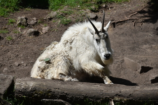 Filename=DSC_3696.JPG
Filesize=20707KiB
Dimensions=7360x4912
Date added=May 07, 2021 DSC_3696.JPG