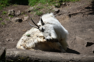 Filename=DSC_3697.JPG
Filesize=20105KiB
Dimensions=7360x4912
Date added=May 07, 2021 DSC_3697.JPG