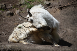 Filename=DSC_3698.JPG
Filesize=19101KiB
Dimensions=7360x4912
Date added=May 07, 2021 DSC_3698.JPG