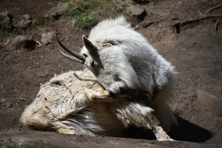 Filename=DSC_3699.JPG
Filesize=18495KiB
Dimensions=7360x4912
Date added=May 07, 2021 DSC_3699.JPG