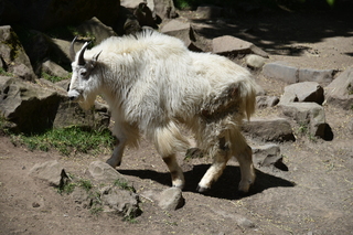 Filename=DSC_3700.JPG
Filesize=20892KiB
Dimensions=7360x4912
Date added=May 07, 2021 DSC_3700.JPG