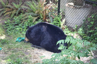 Filename=DSC_3701.JPG
Filesize=21104KiB
Dimensions=7360x4912
Date added=May 07, 2021 DSC_3701.JPG