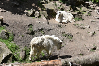 Filename=DSC_3704.JPG
Filesize=27464KiB
Dimensions=7360x4912
Date added=May 07, 2021 DSC_3704.JPG