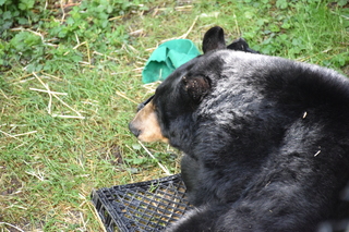 Filename=DSC_3706.JPG
Filesize=19655KiB
Dimensions=7360x4912
Date added=May 07, 2021 DSC_3706.JPG