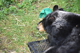 Filename=DSC_3707.JPG
Filesize=20826KiB
Dimensions=7360x4912
Date added=May 07, 2021 DSC_3707.JPG