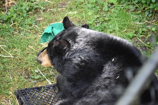 Filename=DSC_3709.JPG
Filesize=19637KiB
Dimensions=7360x4912
Date added=May 07, 2021 DSC_3709.JPG