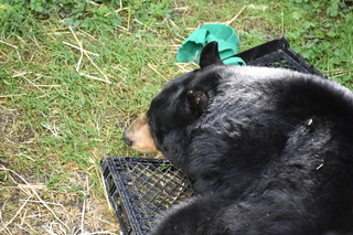 Filename=DSC_3710.JPG
Filesize=20855KiB
Dimensions=7360x4912
Date added=May 07, 2021 DSC_3710.JPG