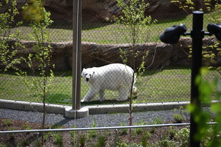 Filename=DSC_3715.JPG
Filesize=22560KiB
Dimensions=7360x4912
Date added=May 07, 2021 DSC_3715.JPG