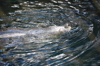 Filename=DSC_3723.JPG
Filesize=18714KiB
Dimensions=7360x4912
Date added=May 07, 2021 DSC_3723.JPG