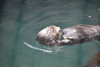 Filename=DSC_3728.JPG
Filesize=15816KiB
Dimensions=7360x4912
Date added=May 07, 2021 DSC_3728.JPG