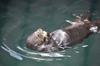 Filename=DSC_3729.JPG
Filesize=16043KiB
Dimensions=7360x4912
Date added=May 07, 2021 DSC_3729.JPG