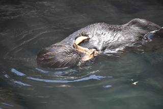 Filename=DSC_3732.JPG
Filesize=16289KiB
Dimensions=7360x4912
Date added=May 07, 2021 DSC_3732.JPG