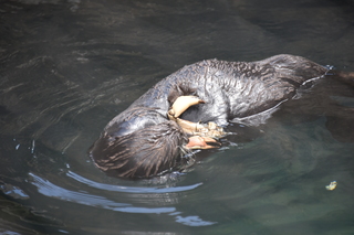 Filename=DSC_3733.JPG
Filesize=16399KiB
Dimensions=7360x4912
Date added=May 07, 2021 DSC_3733.JPG