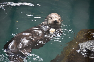 Filename=DSC_3736.JPG
Filesize=16455KiB
Dimensions=7360x4912
Date added=May 07, 2021 DSC_3736.JPG