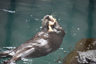 Filename=DSC_3737.JPG
Filesize=16362KiB
Dimensions=7360x4912
Date added=May 07, 2021 DSC_3737.JPG