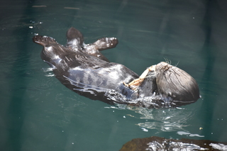 Filename=DSC_3741.JPG
Filesize=16155KiB
Dimensions=7360x4912
Date added=May 07, 2021 DSC_3741.JPG