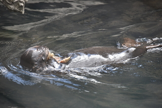 Filename=DSC_3746.JPG
Filesize=16893KiB
Dimensions=7360x4912
Date added=May 07, 2021 DSC_3746.JPG